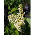 Syringa vulgaris 'Primrose'