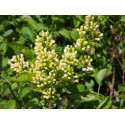 Syringa vulgaris 'Primrose'