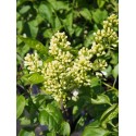 Syringa vulgaris 'Primrose'