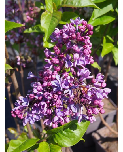 Syringa vulgaris ' Ruhm von Horstenstein'