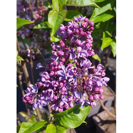 Syringa vulgaris ' Ruhm von Horstenstein'