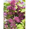 Syringa vulgaris 'Souvenir de Louis Späth' - Lilas Commum