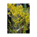 Forsythia intermedia x 'Marée d'Or' ®'Courtasol'