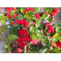 Chaenomeles speciosa 'Scarlet Storm'