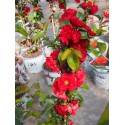 Chaenomeles speciosa 'Scarlet Storm'