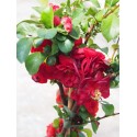 Chaenomeles speciosa 'Scarlet Storm'