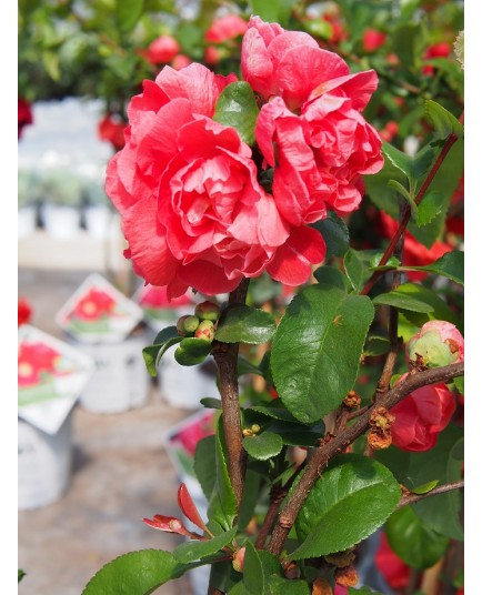 Chaenomeles speciosa 'Pink Storm'®