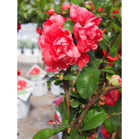 Chaenomeles speciosa 'Pink Storm'®