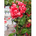 Chaenomeles speciosa 'Pink Storm'®