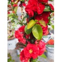 Chaenomeles speciosa 'Pink Storm'®