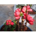 Chaenomeles speciosa 'Pink Storm'®