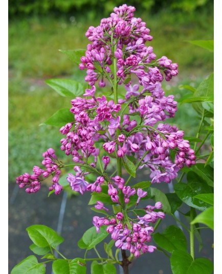 Syringa 'Znamya Lenina'