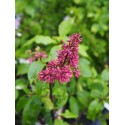 Syringa prestoniae x 'Miss Canada'