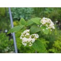 Viburnum rhytidophylloides x 'Willowwood' - Viorne