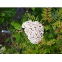 Viburnum 'Pragense' - viorne de Prague