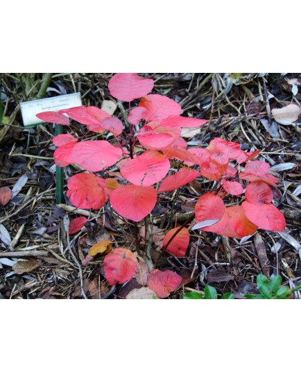 Cotinus coggygria f. purpureis