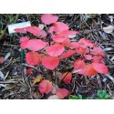 Cotinus coggygria f. purpureis