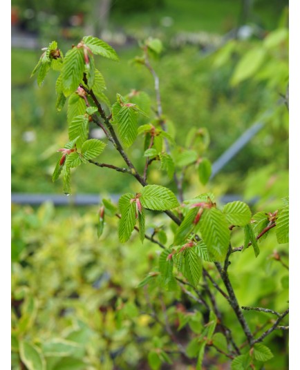 Carpinus caroliniana 'Orange Retz' ®