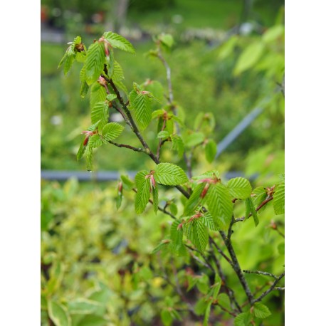 Carpinus caroliniana 'Orange Retz' ®