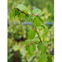 Carpinus caroliniana 'Orange Retz' ®