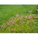 Kolkwitzia amabilis 'Pink Cloud' - Buisson De Beauté