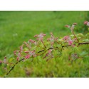 Kolkwitzia amabilis 'Pink Cloud' - Buisson De Beauté