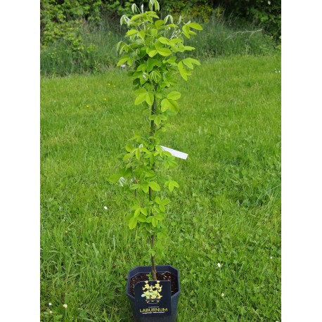 Laburnum anagyroides 'Yellow Rocket'®