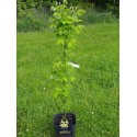 Laburnum anagyroides 'Yellow Rocket'®