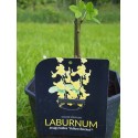 Laburnum anagyroides 'Yellow Rocket'®