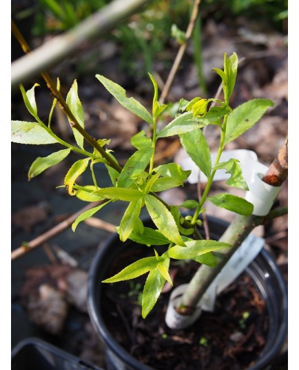 Salix alba 'Belders'