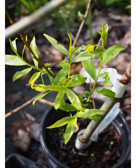 Salix alba 'Belders'