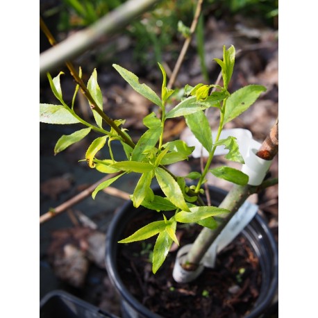 Salix alba 'Belders'