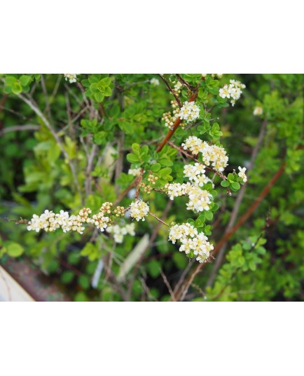 Spiraea alpina