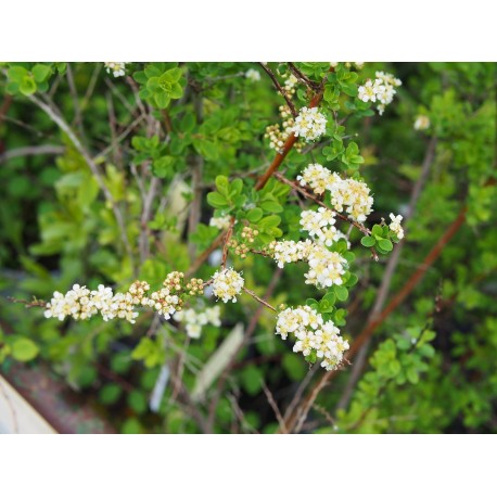 Spiraea alpina