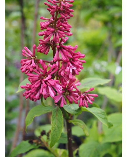 Syringa prestoniae x 'Miss Canada'