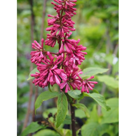 Syringa prestoniae x 'Miss Canada'