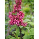 Syringa prestoniae x 'Miss Canada'