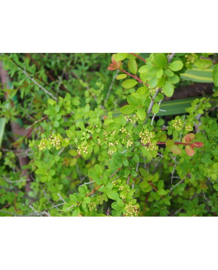 Spiraea chamaedryfolia var ulmifolia
