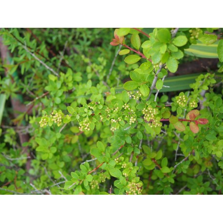 Spiraea chamaedryfolia var ulmifolia