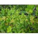 Spiraea chamaedryfolia var ulmifolia