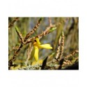 Forsythia intermedia x 'Paulina'