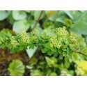 Spiraea nipponica 'Mont Blanc' - spirée blanche