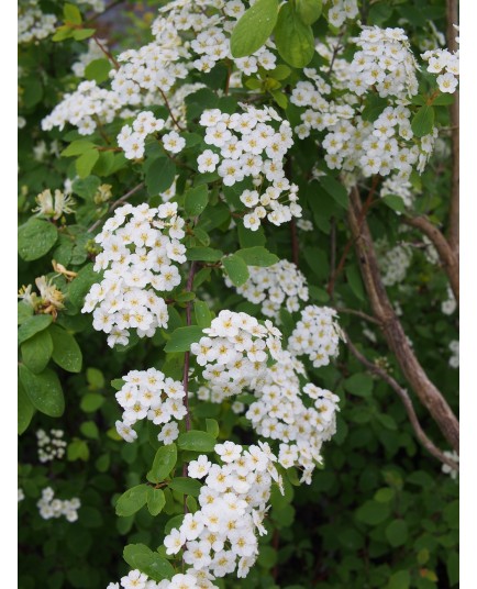 Spiraea vanhouttei x -spirées de Van Houtte