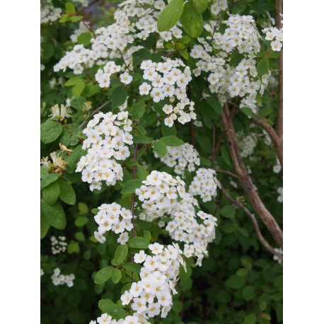 Spiraea vanhouttei x -spirées de Van Houtte