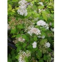 Spiraea longigemmis - spirée