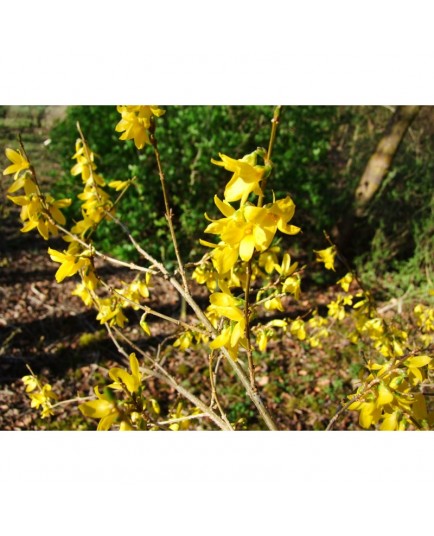 Forsythia intermedia x 'Spectabilis'