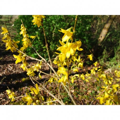 Forsythia intermedia x 'Spectabilis'