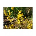 Forsythia intermedia x 'Spectabilis'