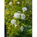 Spiraea vanhouttei x 'Aurea' - spirée de Vanhoutte dorée