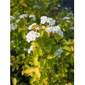 Spiraea vanhouttei x 'Aurea' - spirée de Vanhoutte dorée